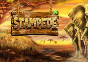Stampede